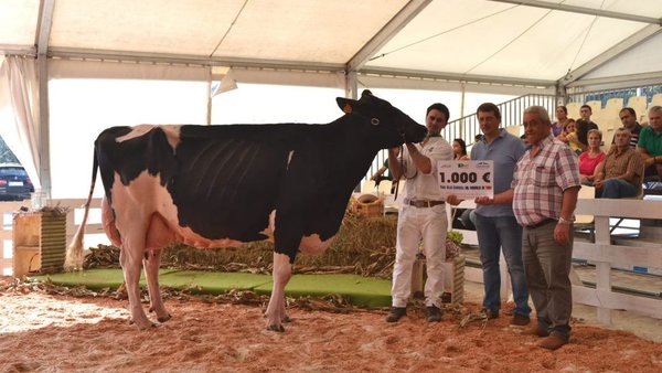 A nova vaca gran campiona de Tineo chámase Venturo Yorick Zambra!