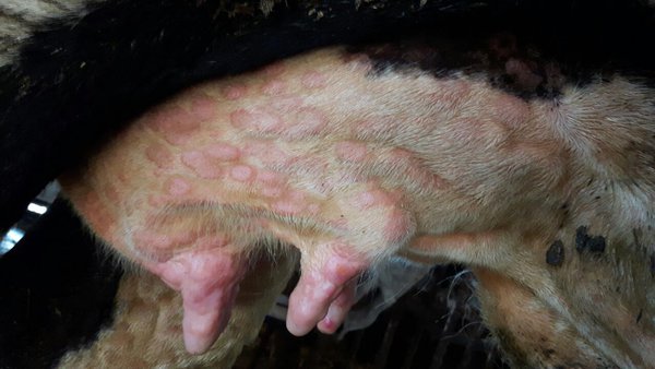 Nódulos en ubres (fotografía de Tsviatko Alexandrov difundida polo Ministerio de Agricultura)