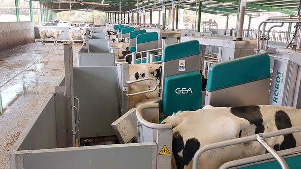Batch Milking, el concepto de GEA para un ordeño robotizado por lotes