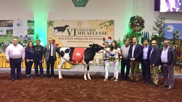 Chrome 6230, novilla gran campeona del VI Concurso Micaelense de Otoño