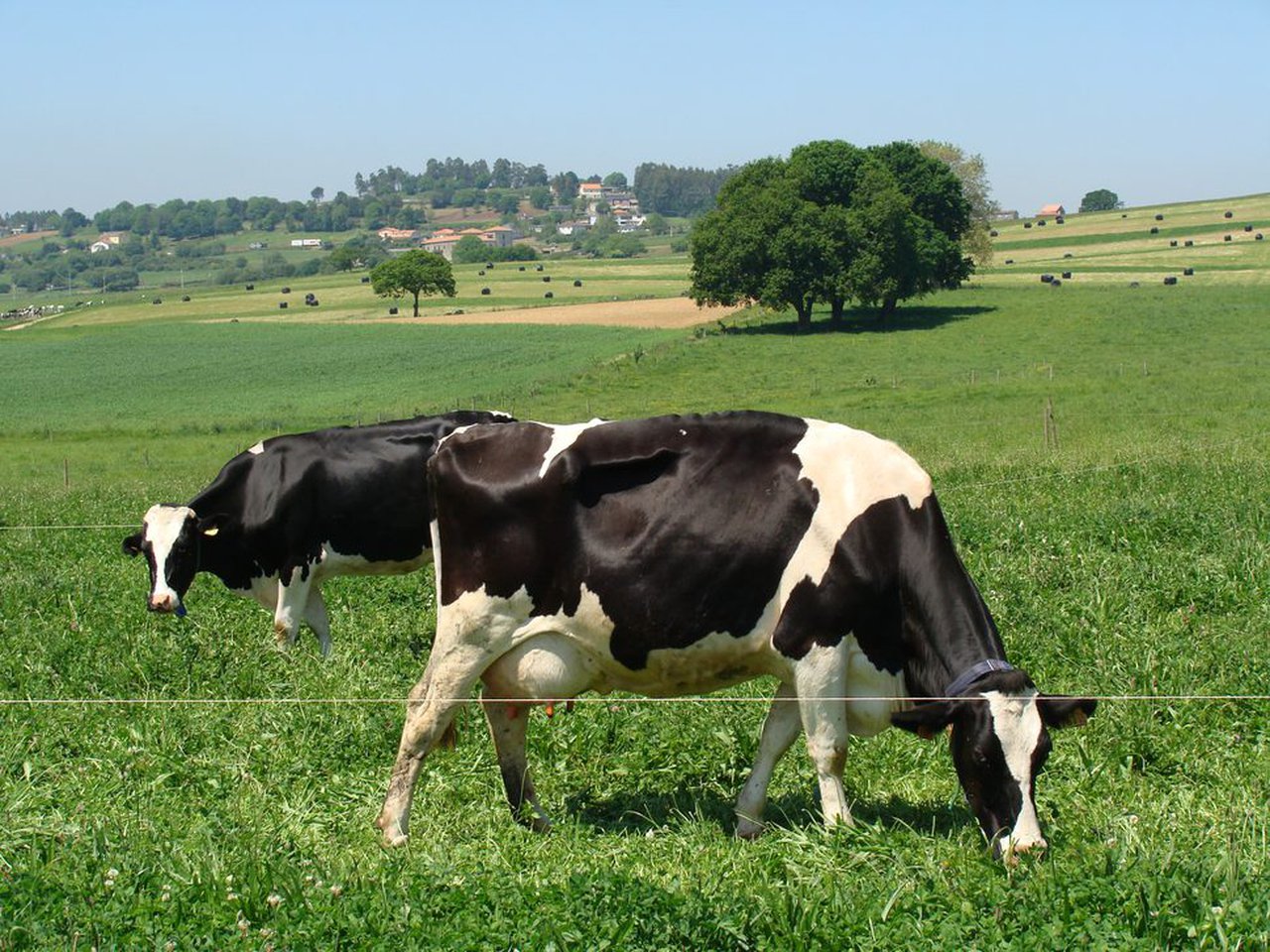 El CIAM constata que el pastoreo y una alimentación a base de hierba mejoran la composición de la leche y sus beneficios para la salud