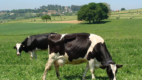 El CIAM constata que el pastoreo y una alimentación a base de hierba mejoran la composición de la leche y sus beneficios para la salud