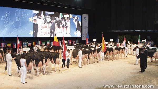 14 vacas españolas competirán na próxima Confrontación Europea de Raza Holstein
