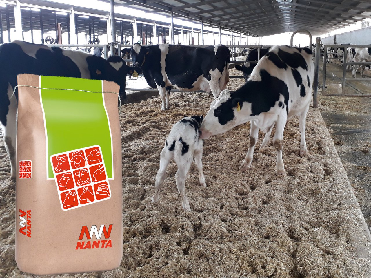 Nanta Dairy Start, o programa para a optimización do benestar e a lonxevidade do vacún leiteiro