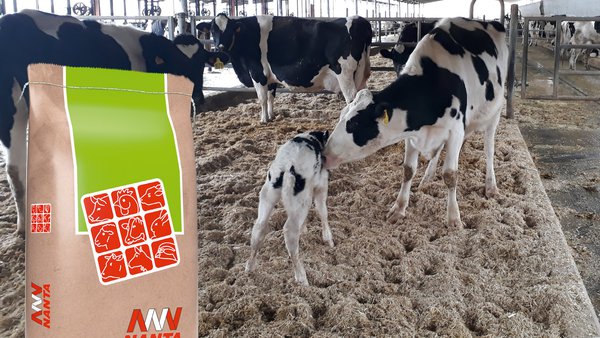 Nanta Dairy Start, o programa para a optimización do benestar e a lonxevidade do vacún leiteiro