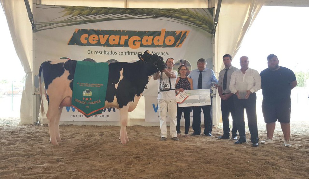 Pereira Archival M&M Camilla  proclámase vaca gran campiona da Agrosemana 2018