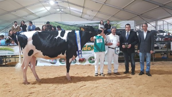 Encanto Byway 527 xovenca gran campiona no concurso de Trofa