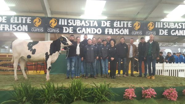 Cundins Miriam Hotline FIV ET alcanza o prezo máis alto na poxa de elite de Curtis