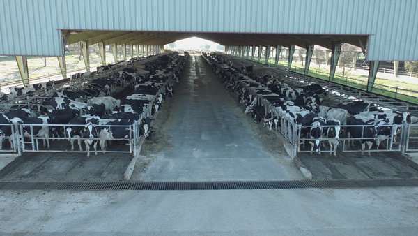 Lactalis estudiará con el CSIC reducir las emisiones de efecto invernadero de sus granjas