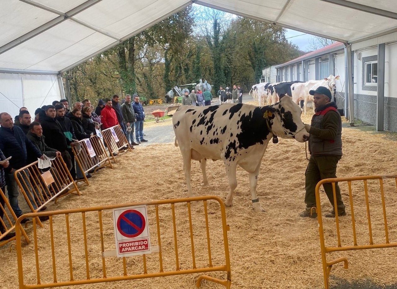 Mouriscade poxou unha vintena de animais cun valor medio de 3.800 €