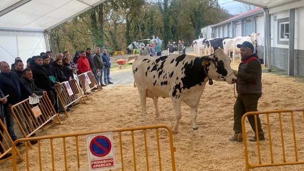 Mouriscade poxou unha vintena de animais cun valor medio de 3.800 €