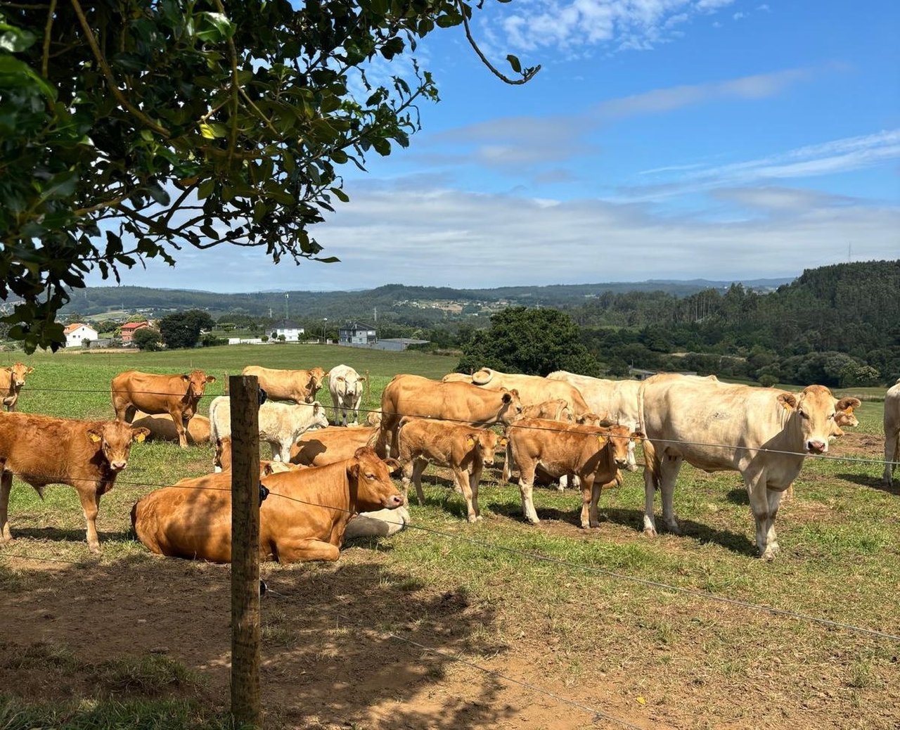 Medio Rural convoca unha poxa pública con case 60 animais criados no Ciam