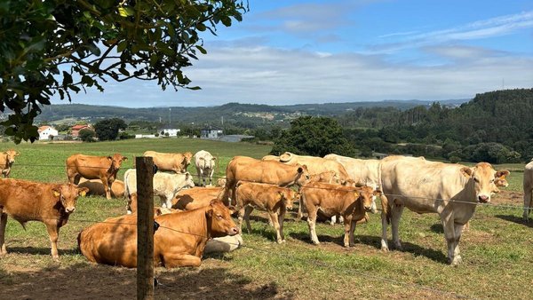 Medio Rural convoca unha poxa pública con case 60 animais criados no Ciam