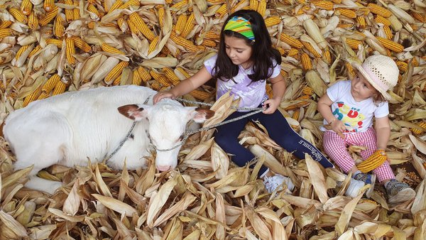 Casa Alonso gaña a quinta edición de "Outra Vaca no Millo"!