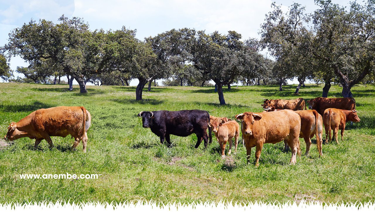Cáceres acogerá el 7º Seminario Anembe de Producción de Vacuno de Carne los días 12 y 13 de noviembre