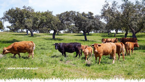 Cáceres acogerá el 7º Seminario Anembe de Producción de Vacuno de Carne los días 12 y 13 de noviembre
