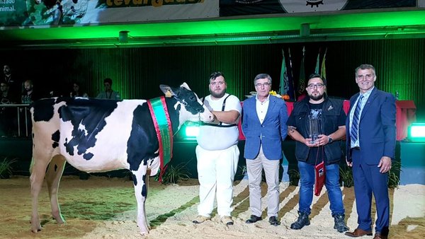 M&S Jordy Adya, gran campeona portuguesa de terneras y novillas