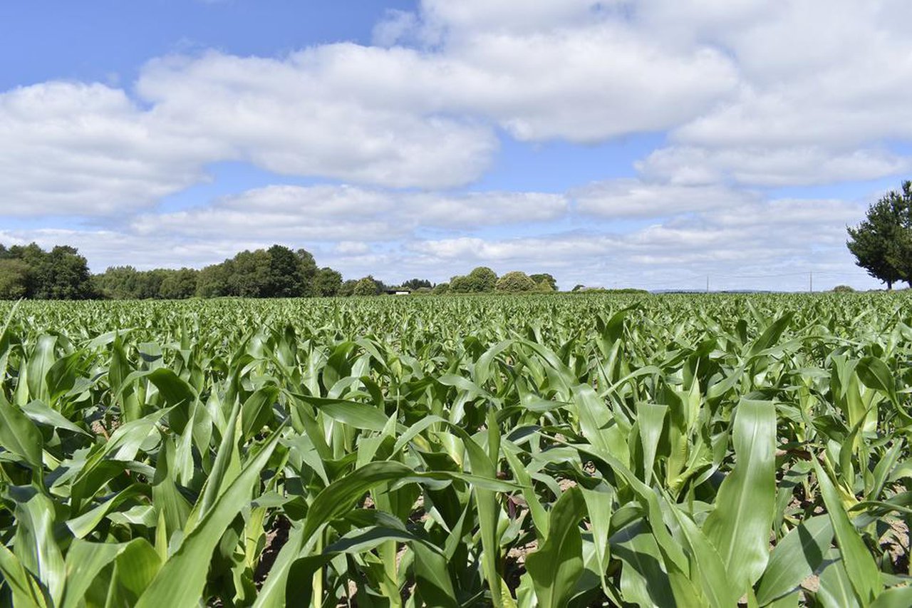 A aplicación de bioestimulantes, clave para maximizar o rendemento do cultivo do millo