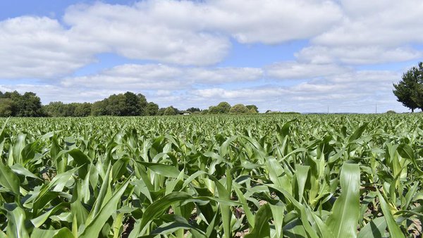 A aplicación de bioestimulantes, clave para maximizar o rendemento do cultivo do millo