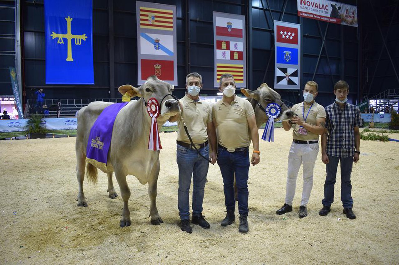 Polina, elixida gran vaca campiona no nacional de pardas