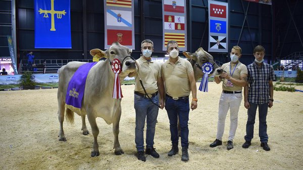 Polina, elixida gran vaca campiona no nacional de pardas