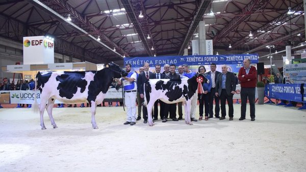 Cudaña Amok Solomon ET, xovenca gran campiona de GandAgro 2019