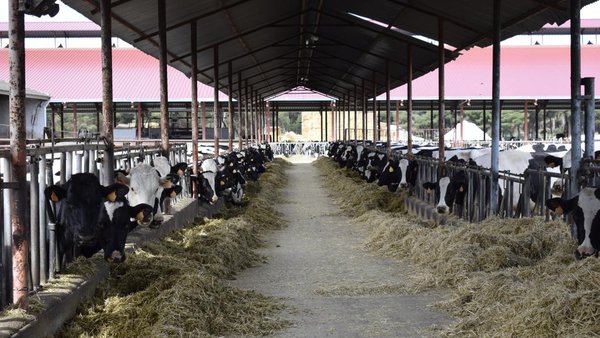 A Xunta insta o Estado a fomentar un acordo nacional entre distribución, industria e gandeiros de leite