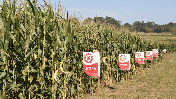 Maíz de calidad y altamente digestible, factores clave de Semillas LG para  asegurar la rentabilidad de las ganaderías