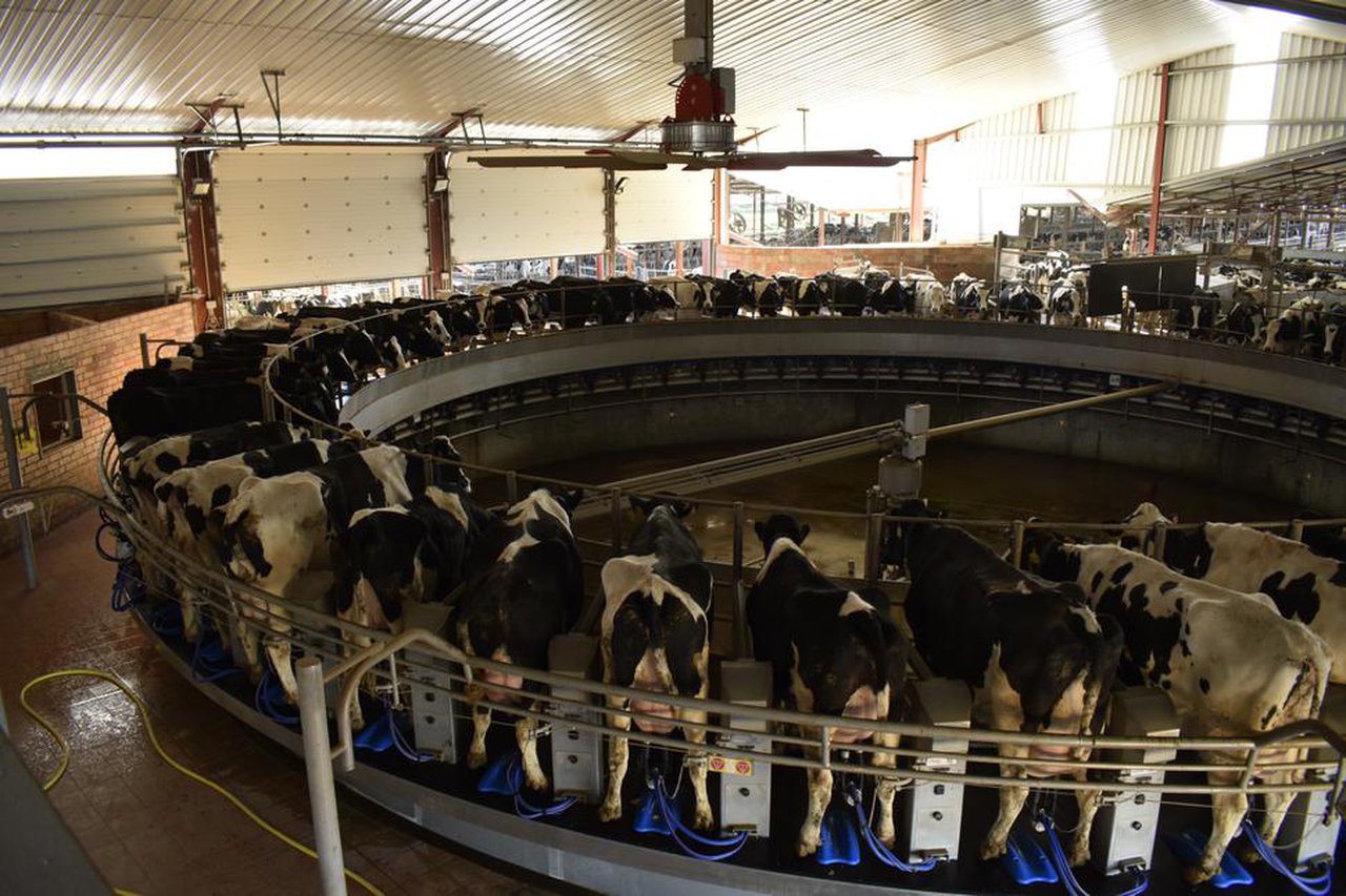 Efectos do estrés por calor e do arrefriamento das vacas na economía da granxa leiteira (II)
