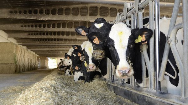 Una mejora en los precios del mercado portugués, el deseo de la Aprolep para 2021