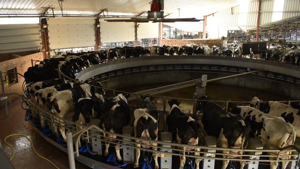 Efectos do estrés por calor e do arrefriamento das vacas na economía da granxa leiteira (II)