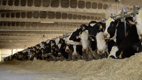 El IRTA, la ANSES, NEIKER, la ENVT y la UAB presentan INNOTUB, un proyecto para combatir la tuberculosis animal