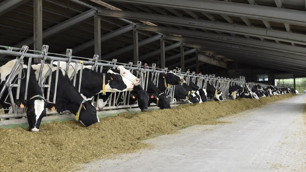 A produción de leite en España aumentou novamente en marzo