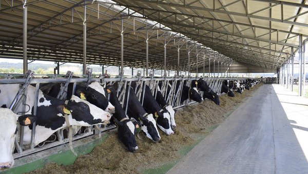 O custo de produción do leite este ano en Castela e León alcanza os 58,06 euros/100 kg