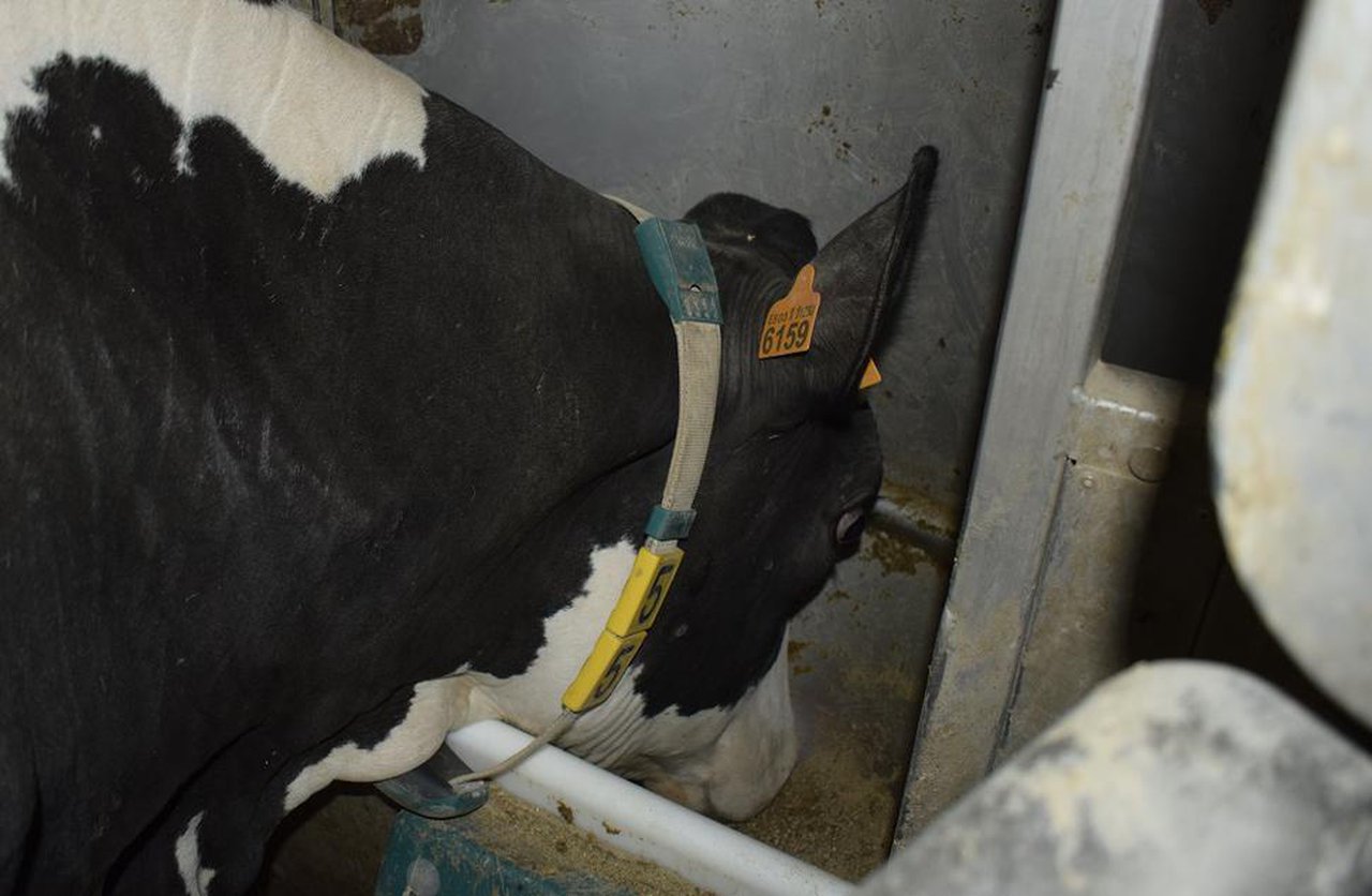 Agromuralla alerta sobre a situación crítica das explotacions de leite galegas polas subas da luz, os pensos e os abonos