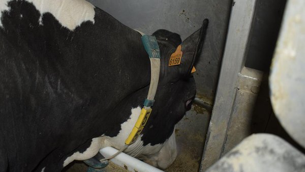 Agromuralla alerta sobre a situación crítica das explotacions de leite galegas polas subas da luz, os pensos e os abonos