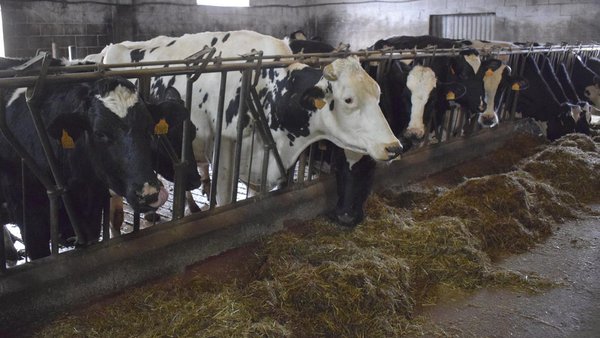 Convocadas axudas para compensacións complementarias e reposición de animais polo sacrificio obrigatorio por erradicación de enfermidades