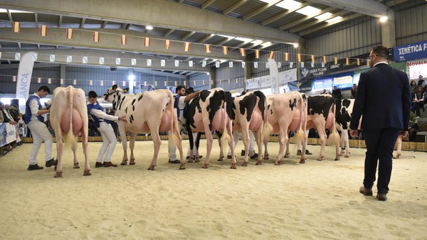 La Moexmu convoca este fin de semana a los ganaderos participantes en la próxima edición de la muestra