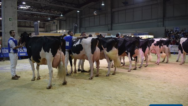 Silleda prepárase para unha nova edición dos concursos morfolóxicas da raza frisona que acollerá Cimag-GandAgro