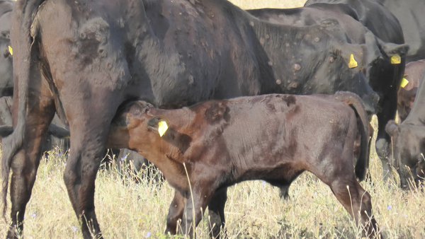 A enfermidade nodular cutánea bovina (NCB)