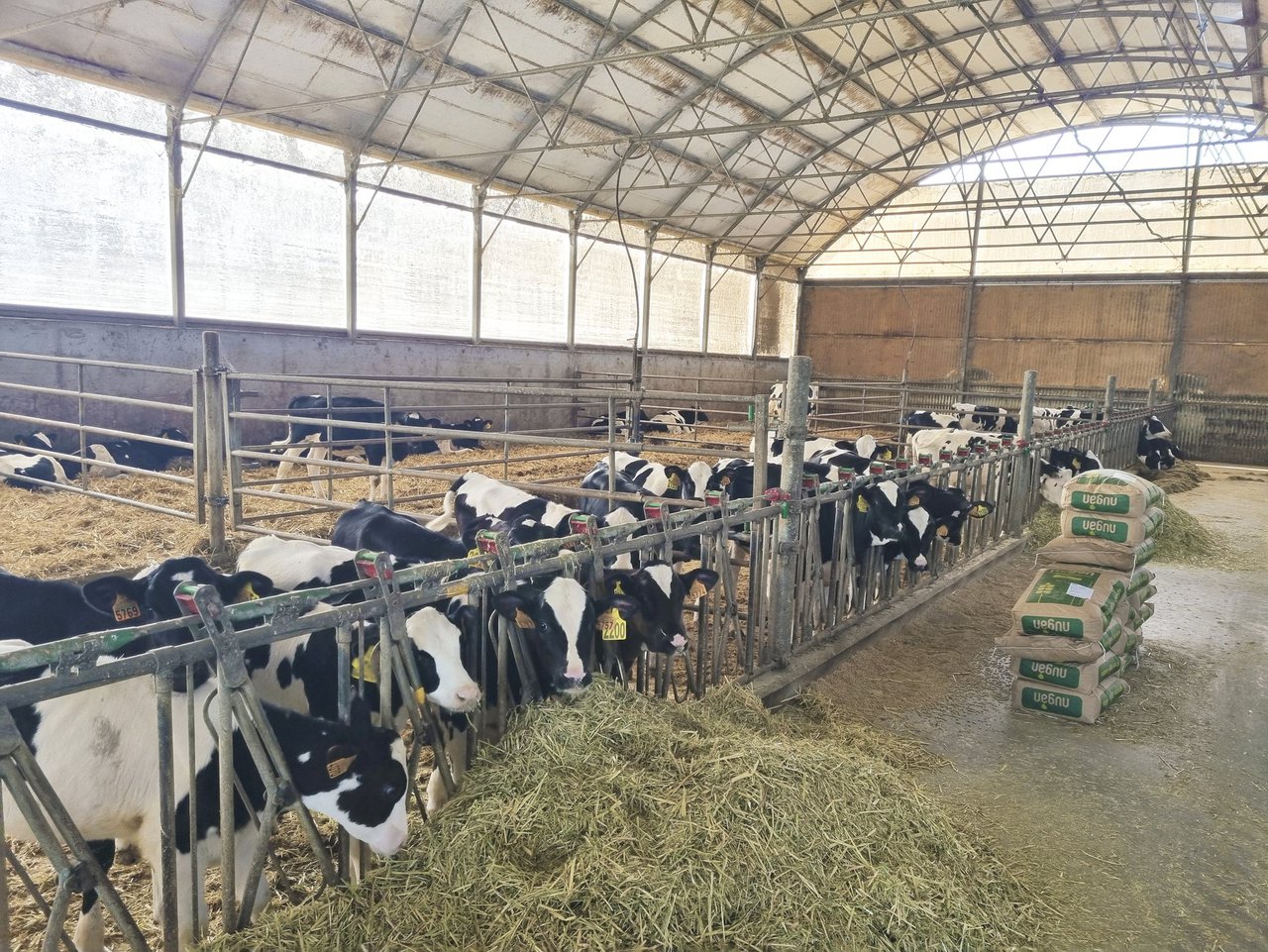 A saúde podal na recría