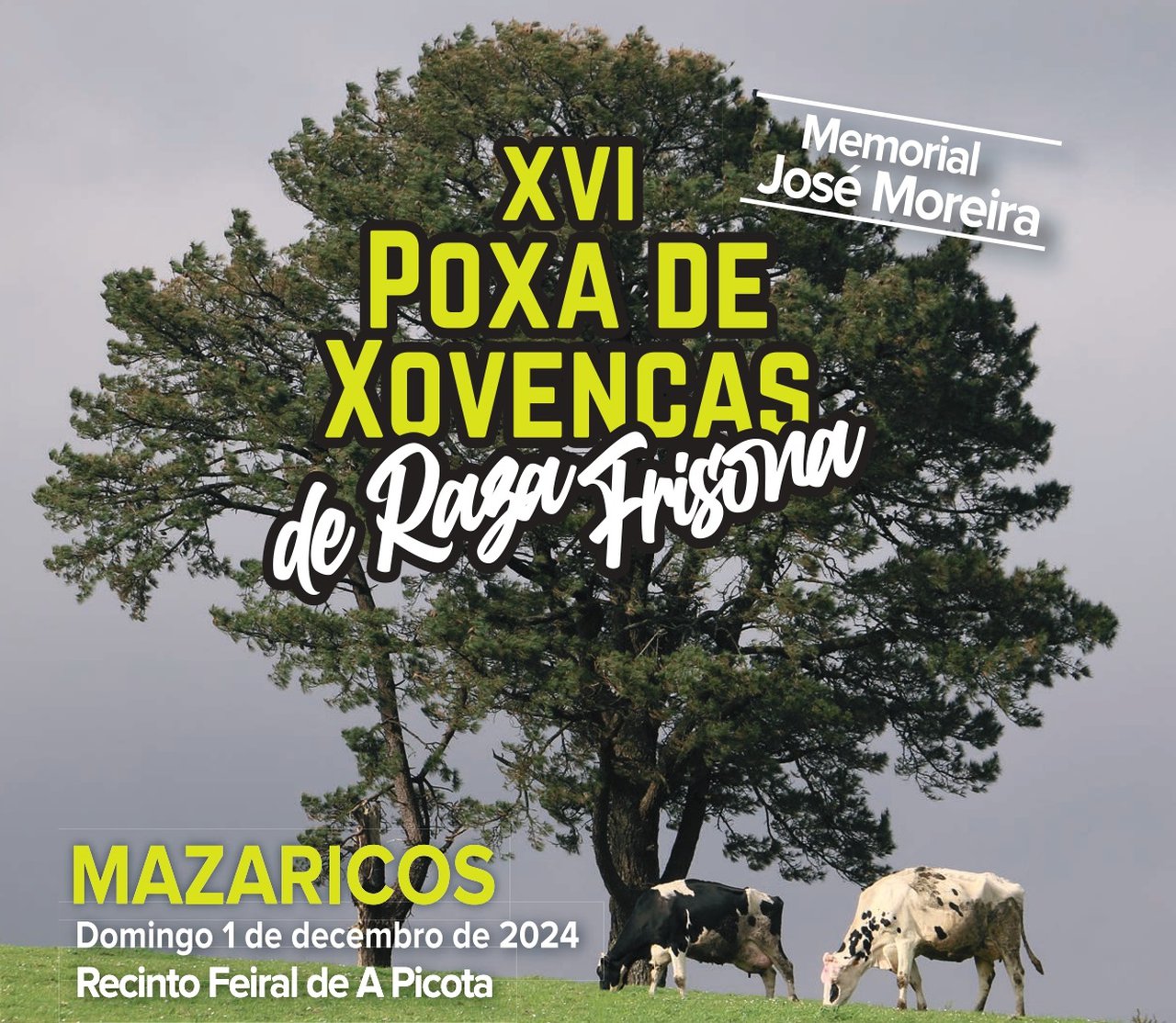 Este domingo, nueva edición de la subasta de ganado de Mazaricos