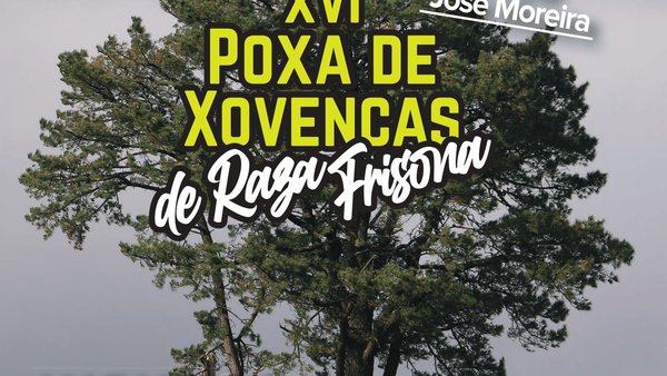Este domingo, nueva edición de la subasta de ganado de Mazaricos