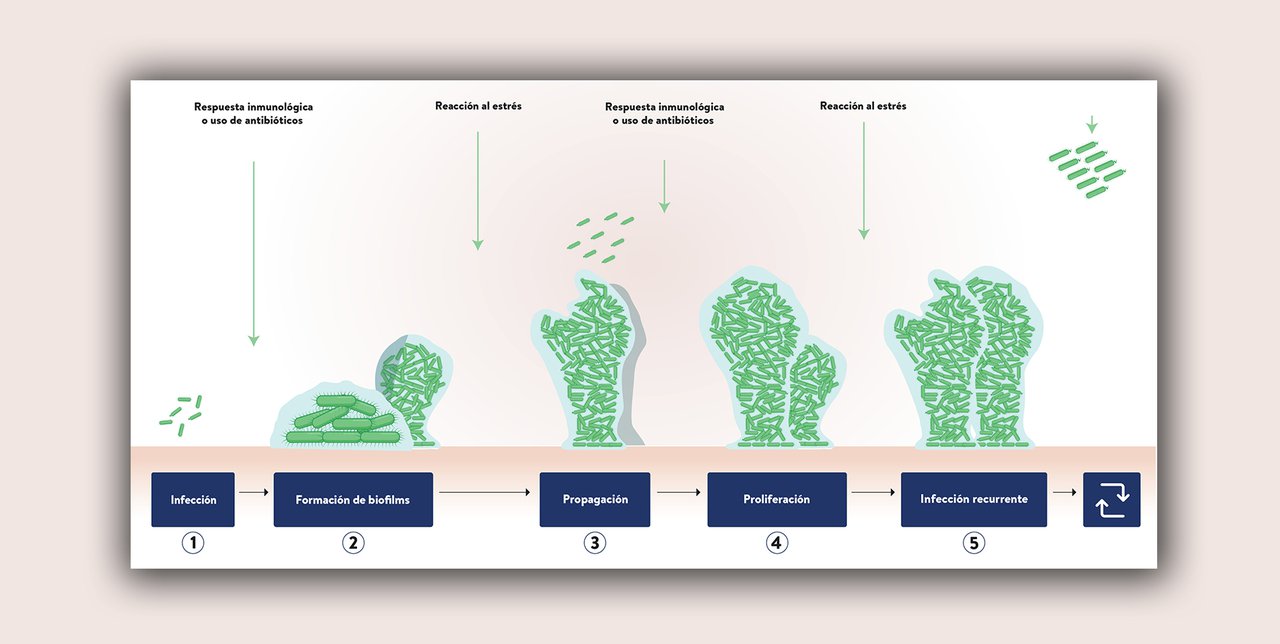 Biotecnoloxía ao servizo da saúde animal con AHV: Enfoque innovador para enfrontar o estrés e as infeccións crónicas