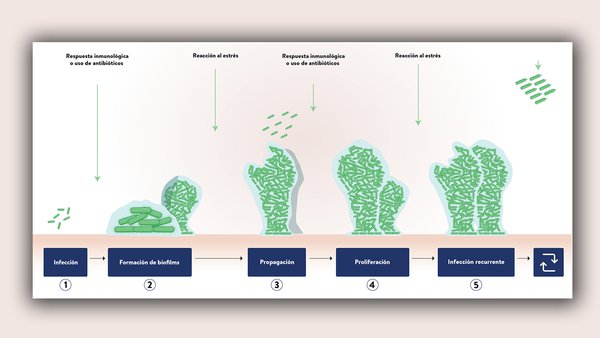 Biotecnología al servicio de la salud animal con AHV: Enfoque innovador para enfrentar el estrés y las infecciones crónicas