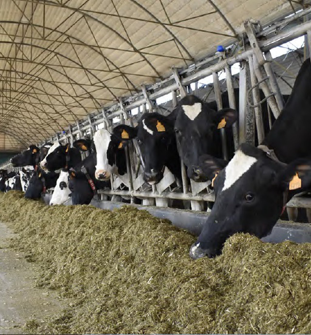 Emprego de ácidos graxos en vacas de leite, un novo paso cara á alimentación de precisión