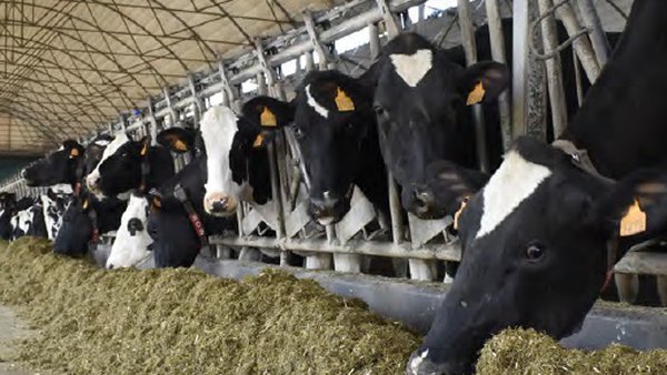 Emprego de ácidos graxos en vacas de leite, un novo paso cara á alimentación de precisión
