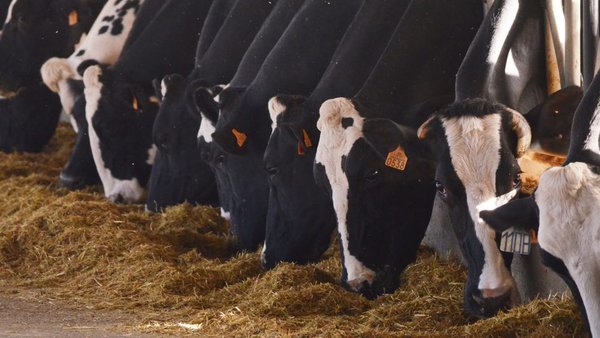 Balance de aminoácidos durante o período de transición en vacas leiteiras. Por que é tan importante?