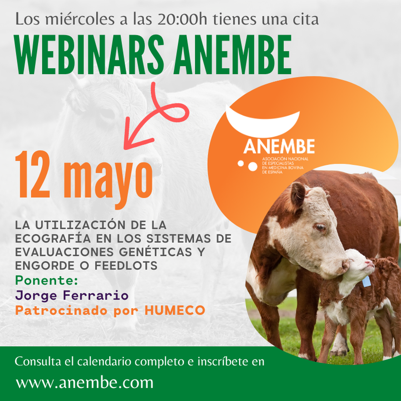 Este mércores, webinario de Anembe sobre a ecografía nos sistemas de avaliacións xenéticas