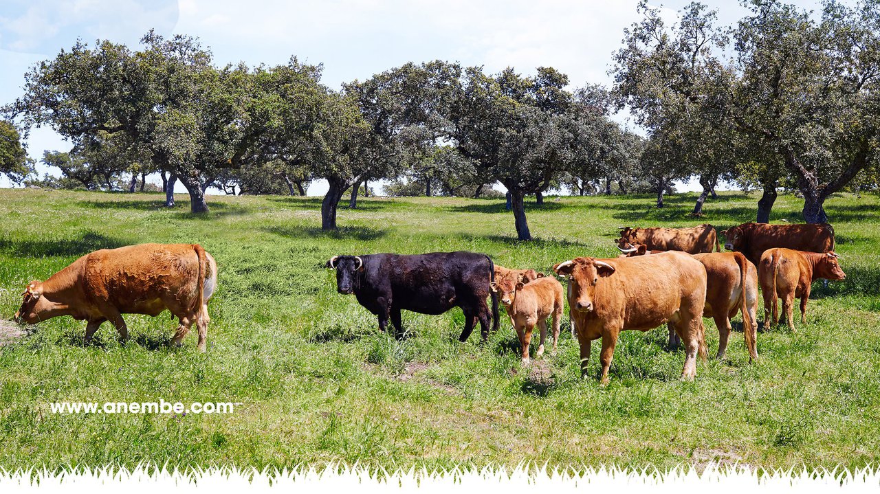 El VII Seminario Anembe de Vacuno Extensivo de Carne se celebrará en Cáceres los días 12 y 13 de noviembre